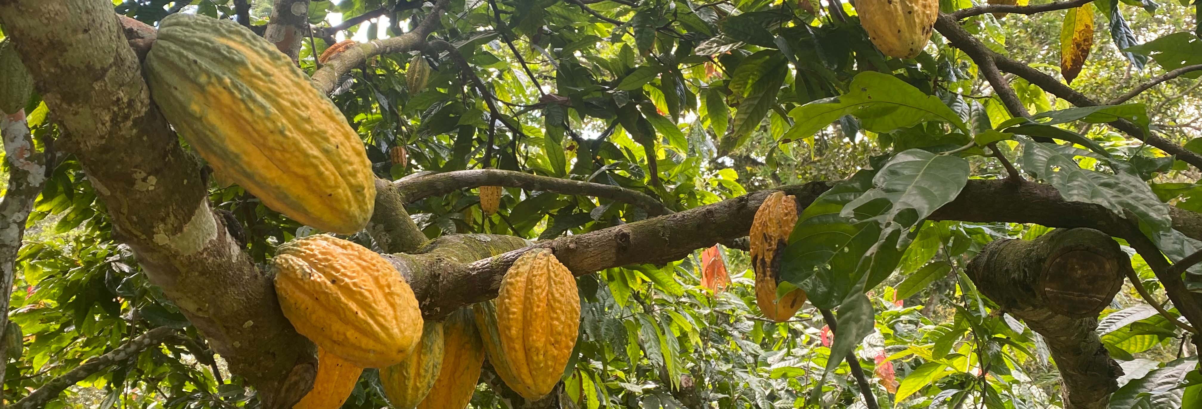 Tour del cacao desde Santa Marta