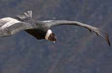 Excursão ao Parque Nacional Puracé + Avistamento do condor andino