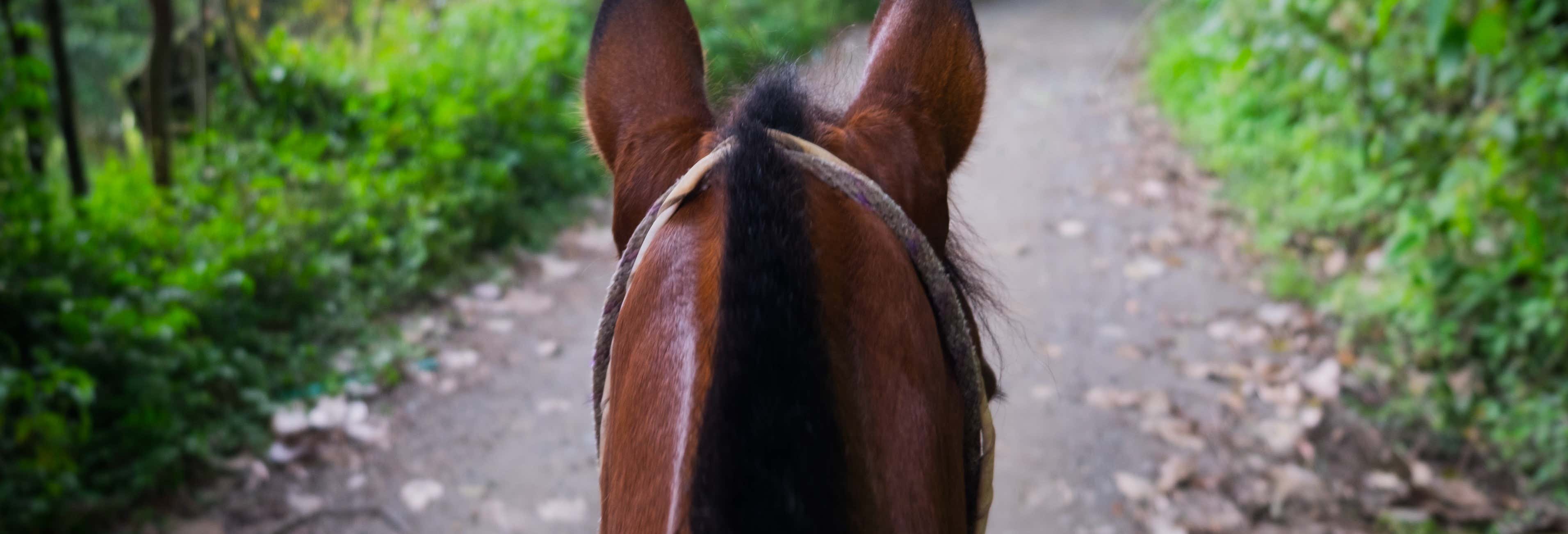 Paseo a caballo por Silvia
