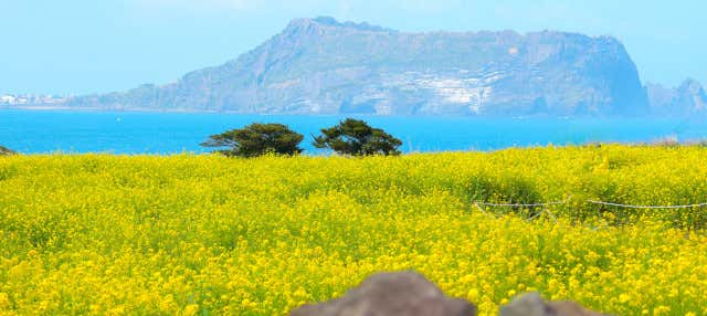 Excursión a Seogwipo