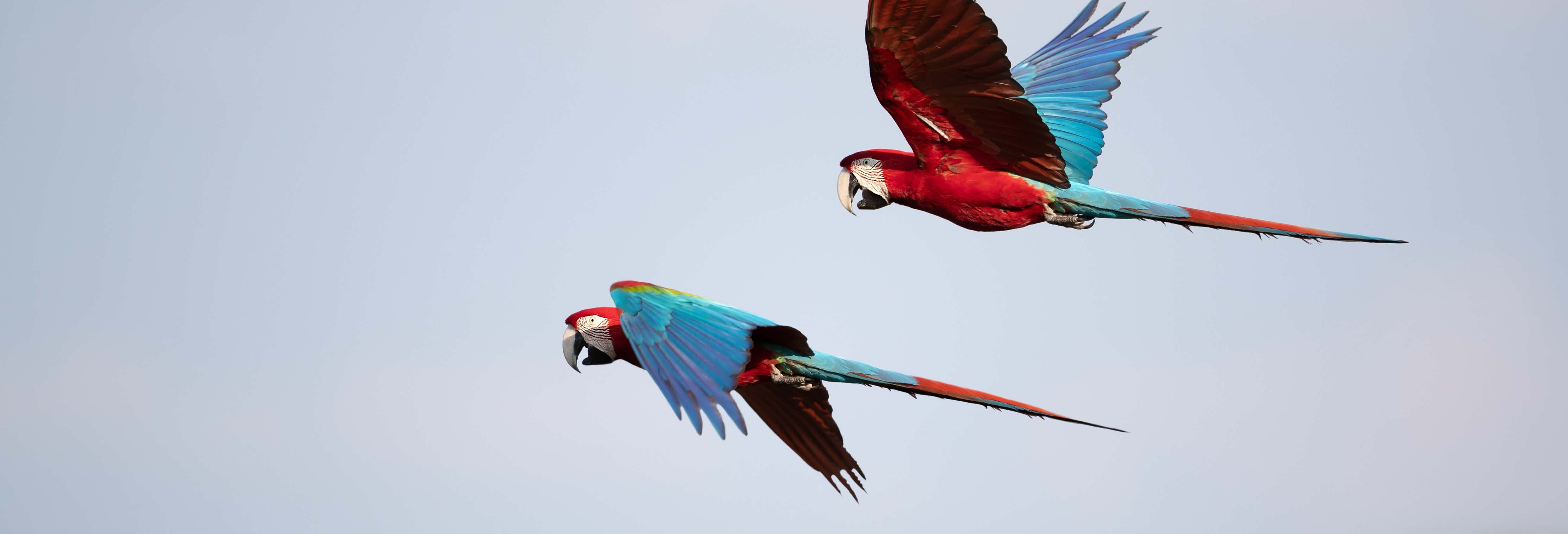 Avistamiento de aves en la finca desde Bahía Drake