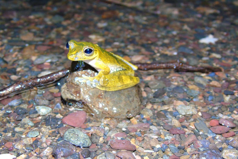 Saludando a las ranas de la finca Río Agujitas