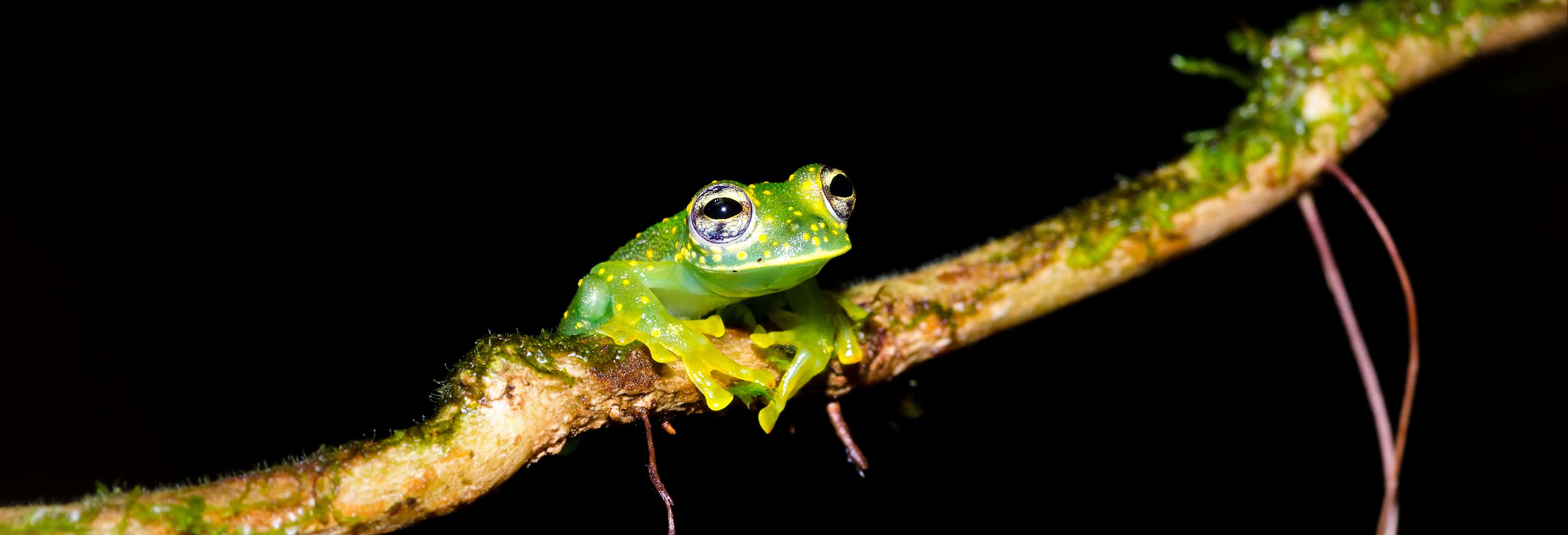 Senderismo nocturno por la finca Río Agujitas desde Bahía Drake
