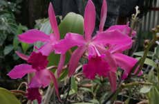 Caribbean Botanical Garden Ticket