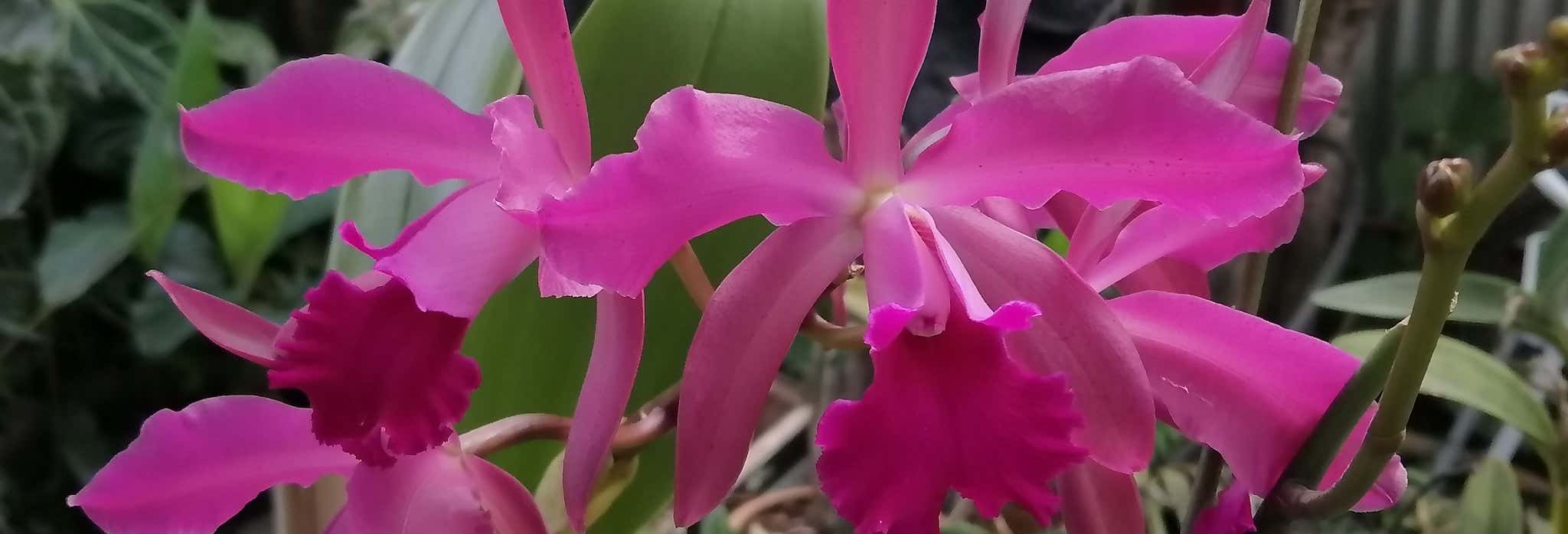 Excursión al Jardín Botánico de Guácimo