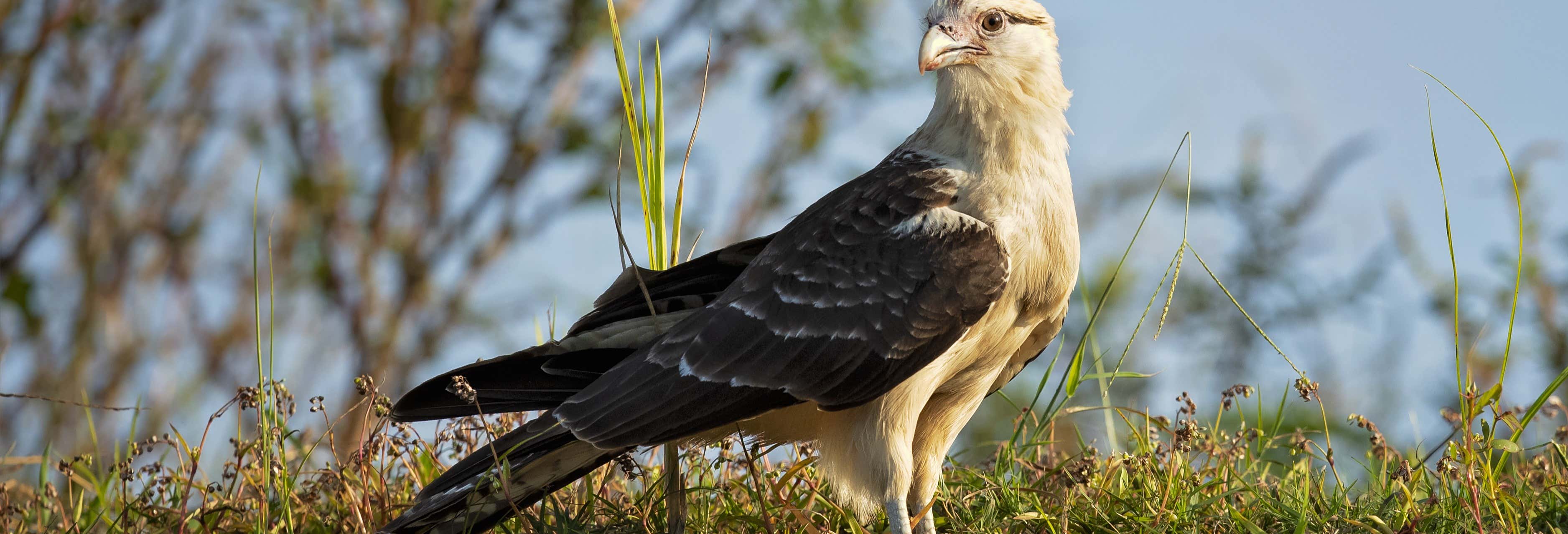 Avistamiento de aves en Guanacaste