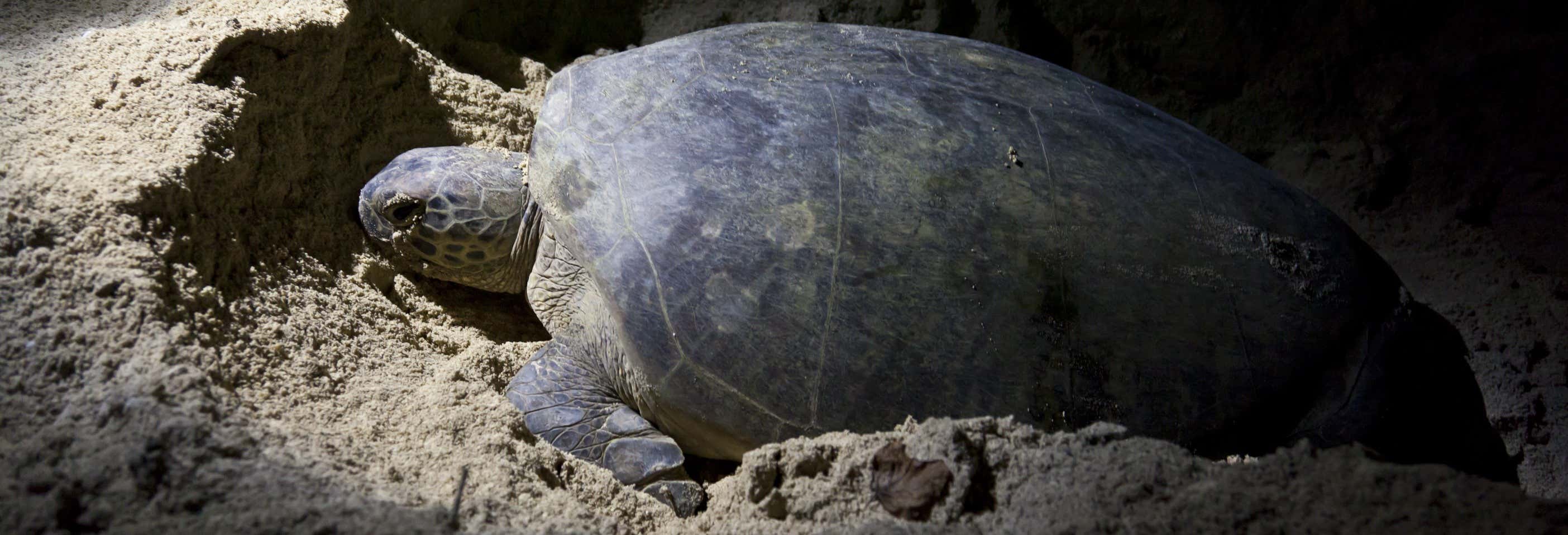 Avistamiento nocturno de tortugas desde Guanacaste