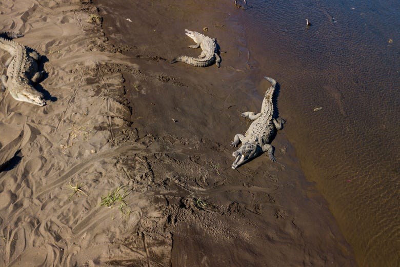 Spotting crocodiles in the Tempisque River