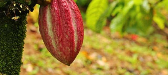 Tour del chocolate por Guápiles