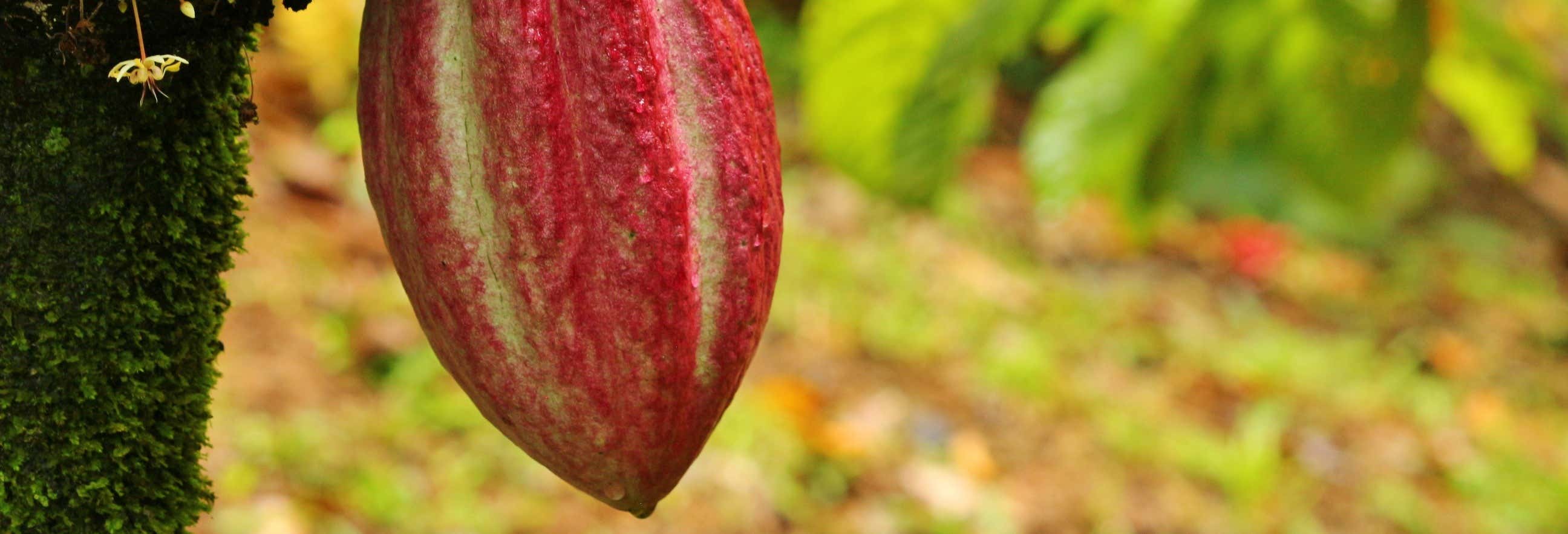 Tour del chocolate por Guápiles