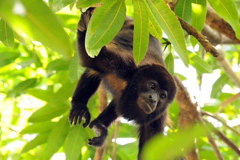 Scimmia su un albero nella foresta tropicale costaricana
