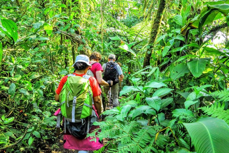 Trekking through Rainforest Pacific Adventure Park