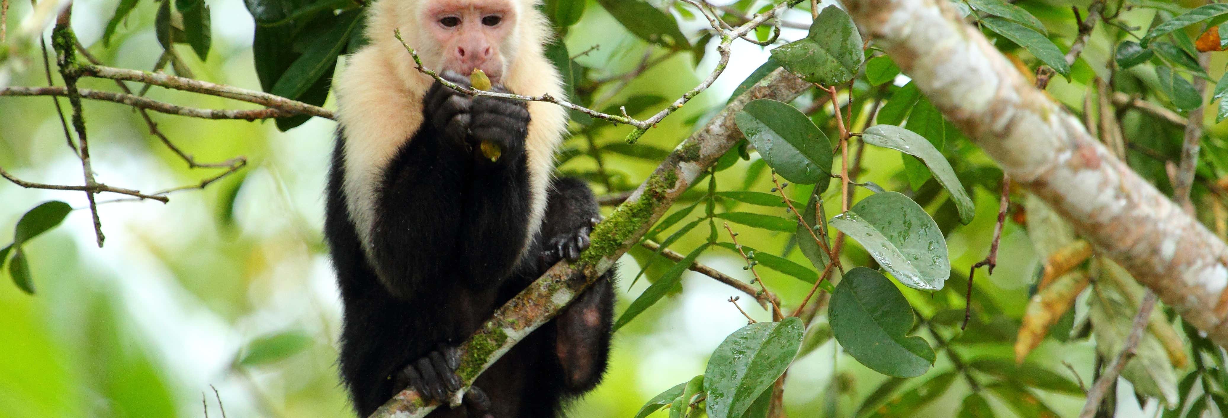 Excursión a Caño Negro desde La Fortuna