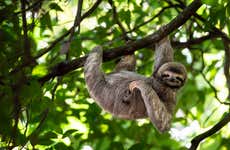 Sloth Watching Park Visit