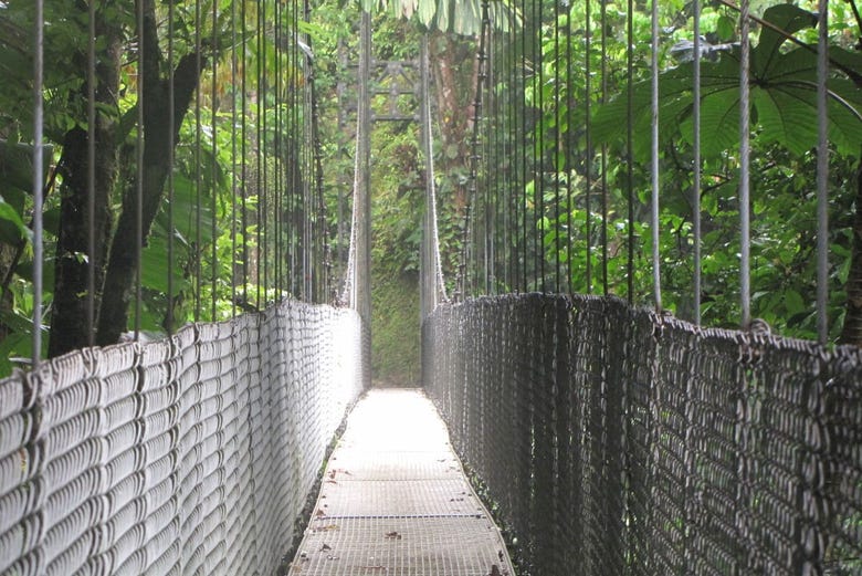 Puente colgante del bosque lluvioso
