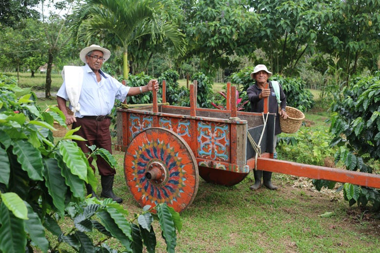 Piantagione di cacao in Costa Rica
