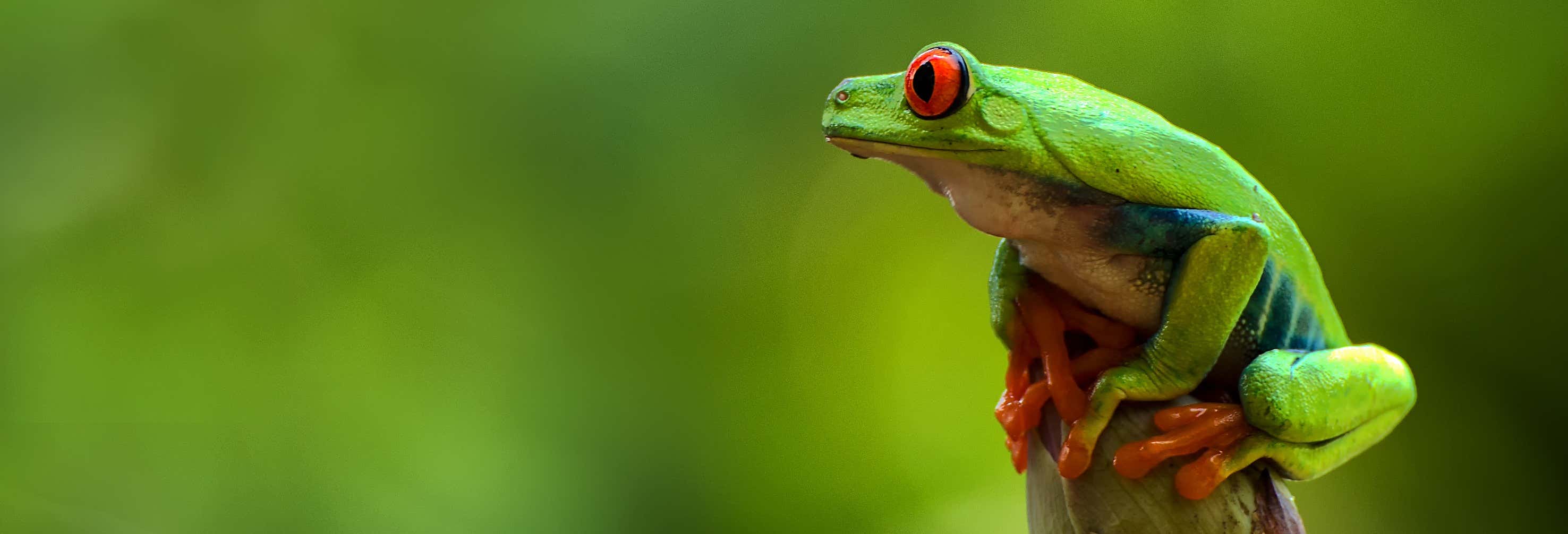 Senderismo nocturno con avistamiento de ranas desde La Fortuna