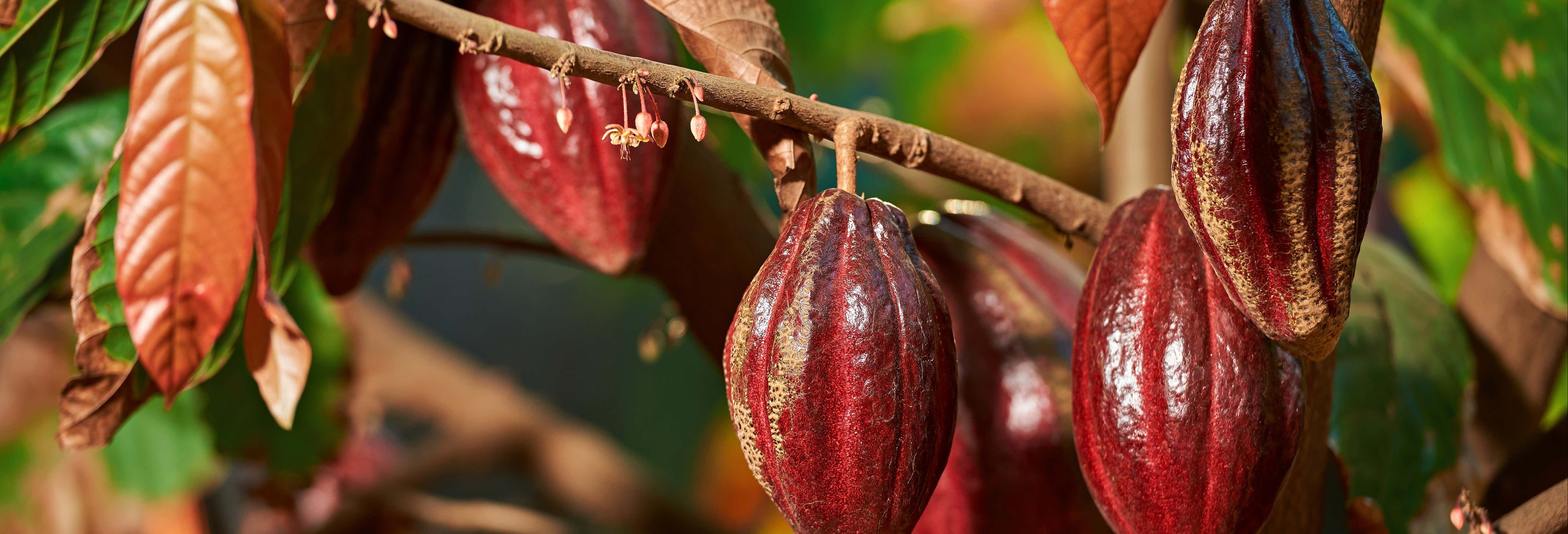 Visita a una finca campesina desde La Fortuna