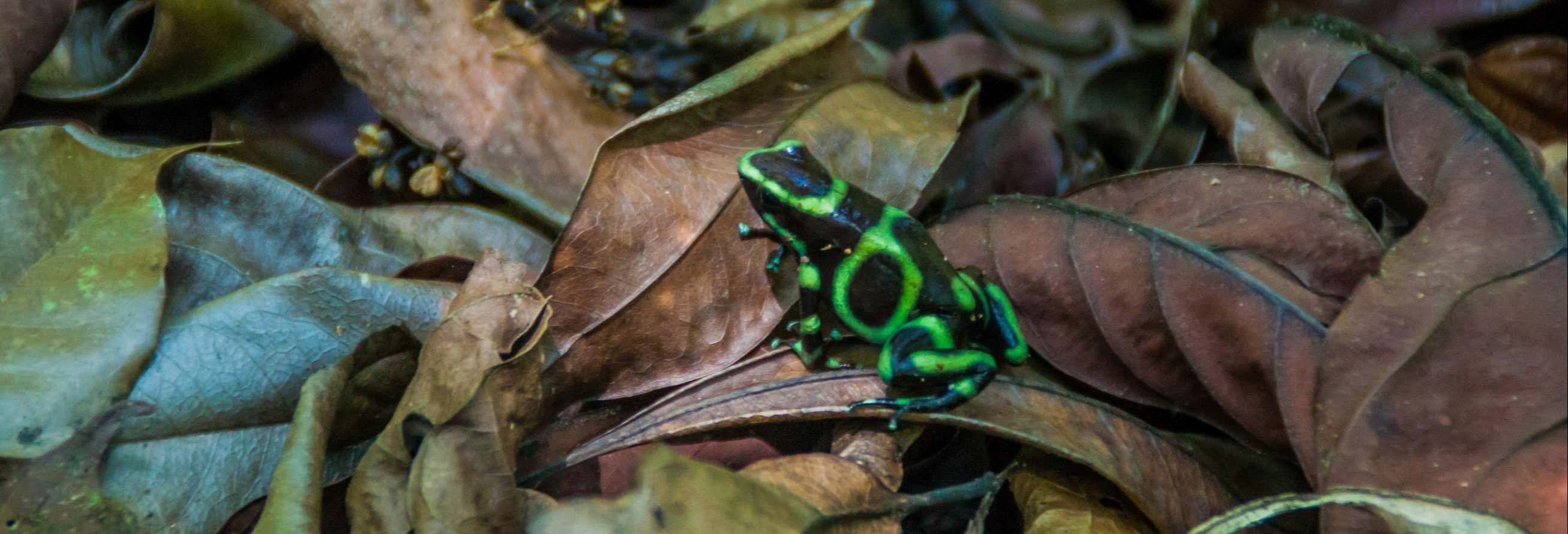 Senderismo nocturno por el Parque Nacional Manuel Antonio