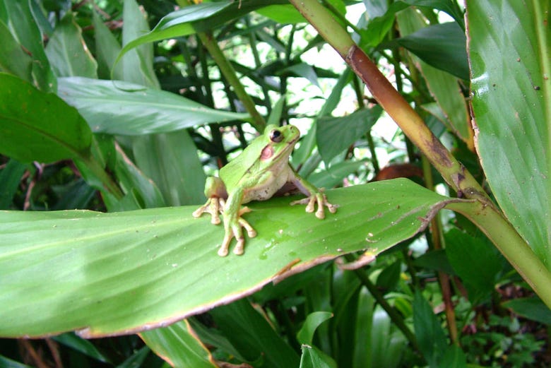 Una rana en el Bosque Nuboso Monteverde