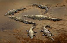 Observation de crocodiles sur le Río Tárcoles