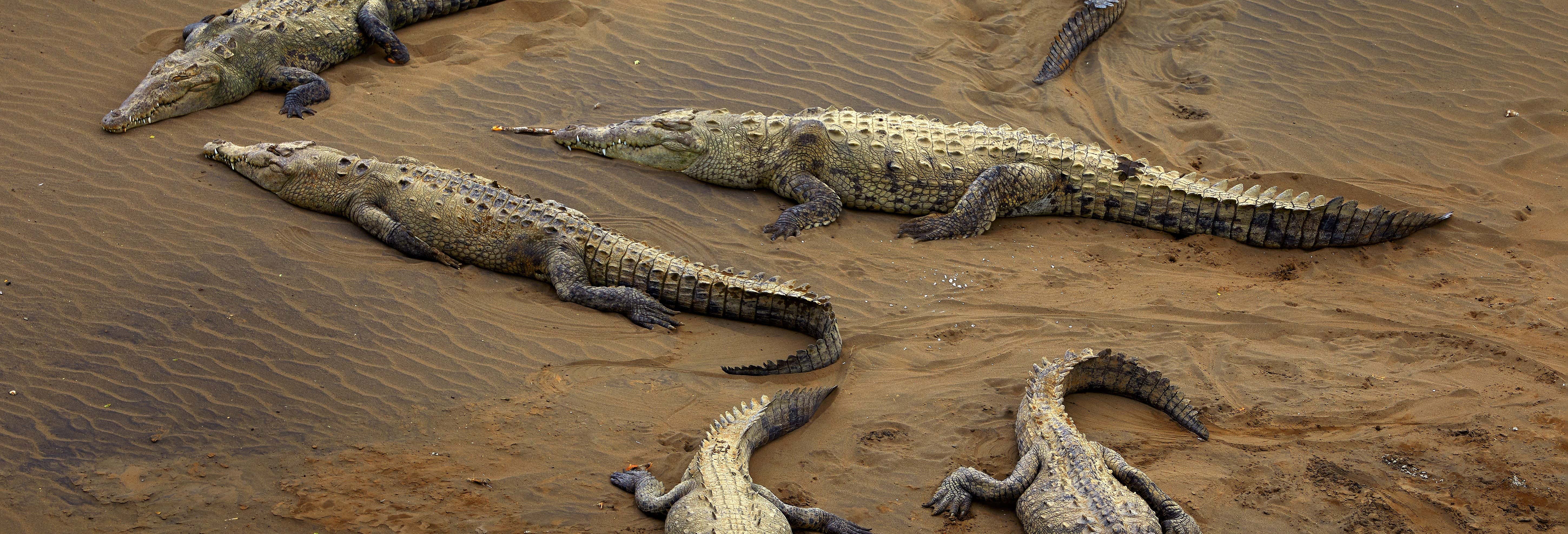 Avistamiento de cocodrilos en el río Tárcoles desde San José