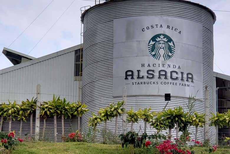 starbucks partner cant set up a new password starbucks partner cant set up a new password