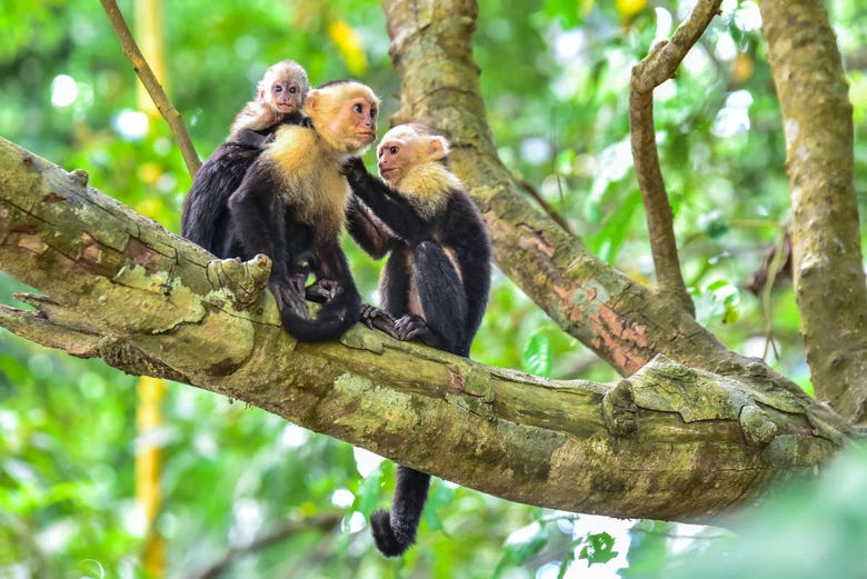 Monos en el parque nacional de Costa Rica