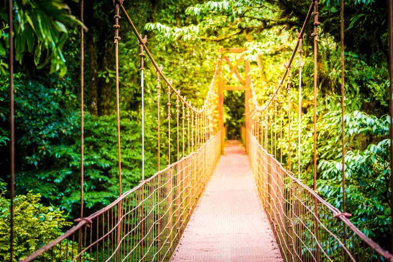 Puente colgante del bosque tropical