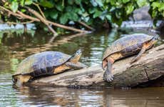 Tour por el Parque Nacional Tortuguero