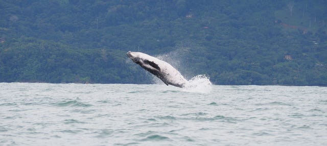 Avistamiento de cetáceos en el Parque Nacional Marino Ballena