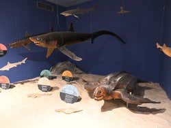 Poissons du Muséum d'histoire naturelle