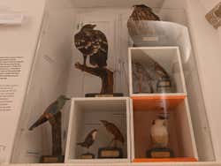 Oiseaux disséqués dans le musée