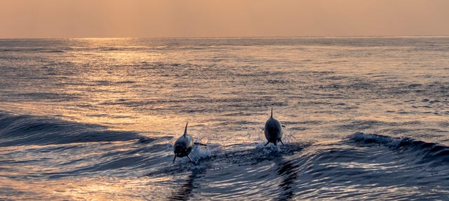 Observation de dauphins au coucher de soleil
