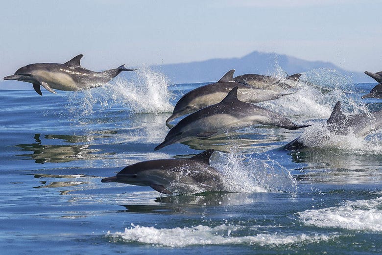 Avistamiento De Delfines En Porec Reserva En Civitatis Com