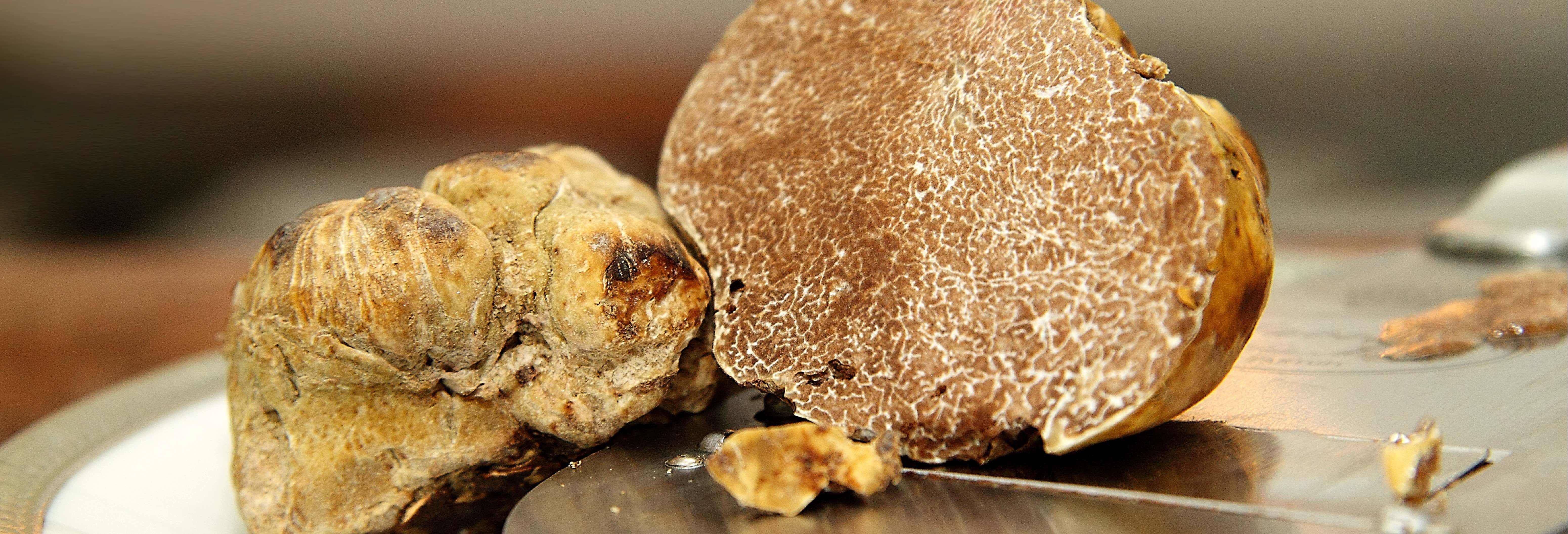 Tour enogastronomico dell'Istria