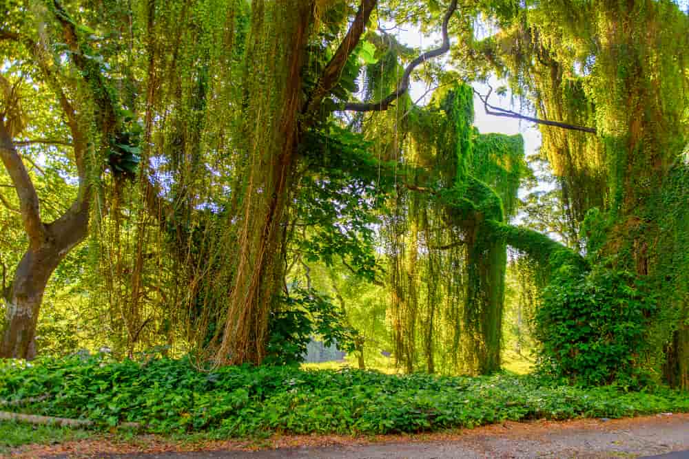 Visita guiada por el Parque Almendares de la Habana, La Habana
