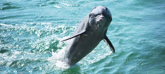 Nado con delfines en Varadero