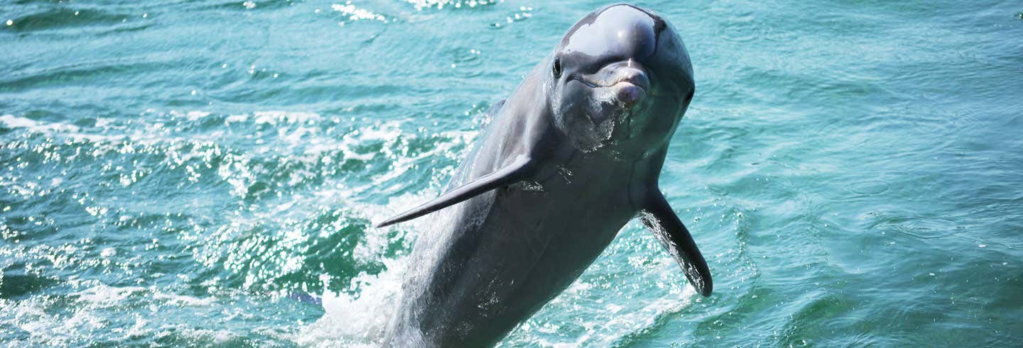 Nage Avec Des Dauphins A Varadero Reservez Sur Civitatis Com