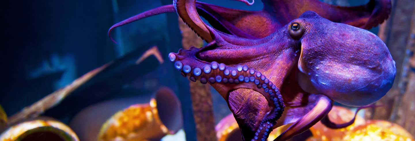 Biglietti per l'Acquario di Danimarca