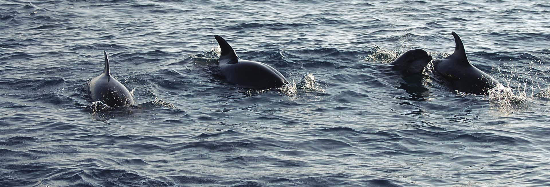 Excursión a Puerto El Morro con avistamiento de delfines