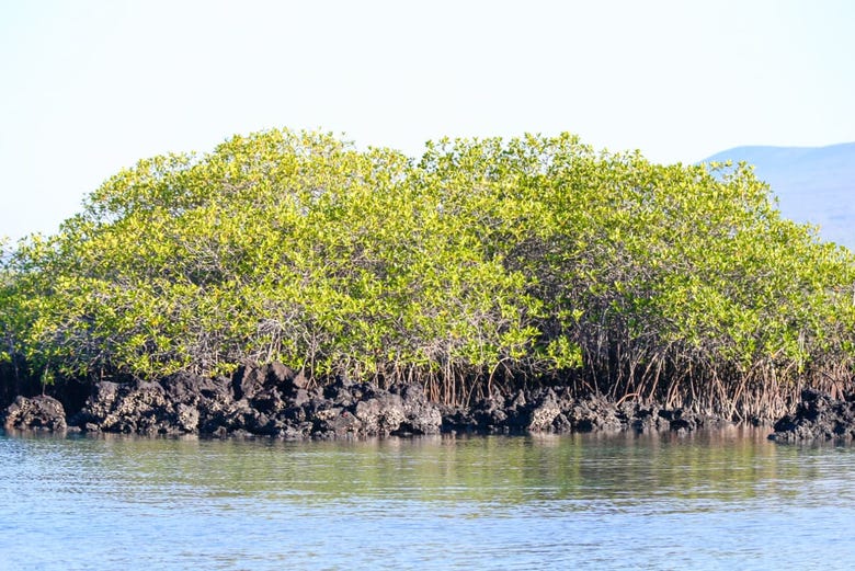 Les marécages d'Isla Isabela