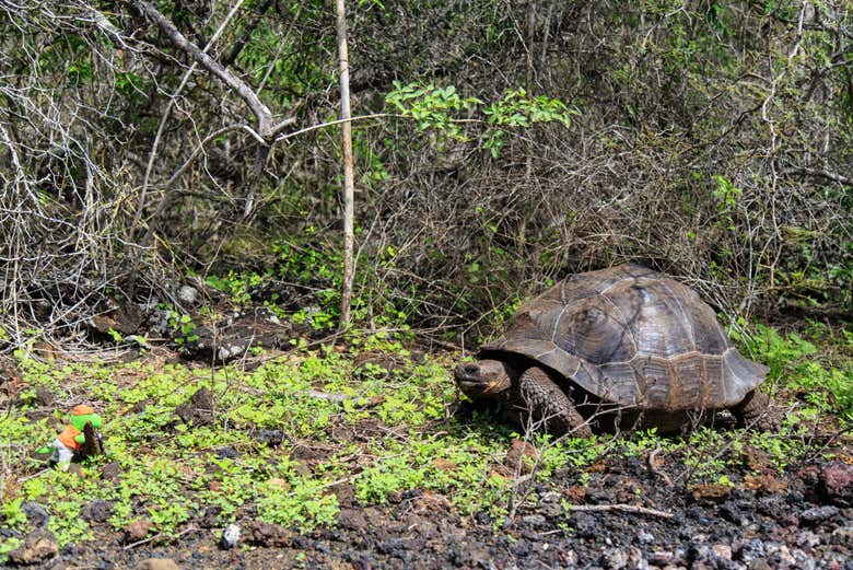 Visita a un centro de crianza de tortugas en Isla Isabela