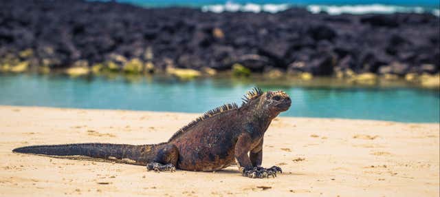 Circuito di 4 giorni nelle isole Galapagos