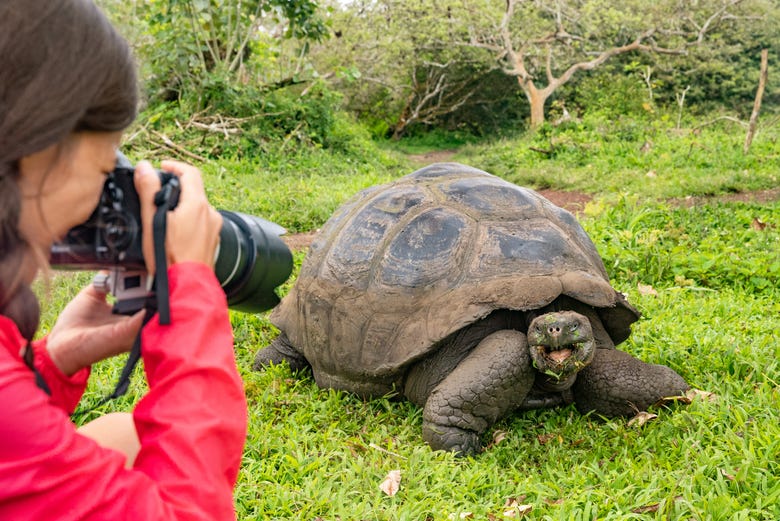 Fotografando uma tartaruga gigante
