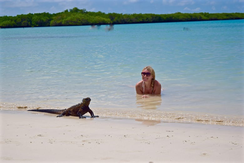 Nadando com iguanas-marinhas em Tortuga Bay
