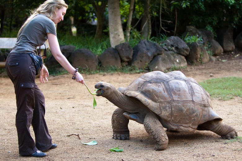 Rencontre avec des tortues des Galápagos