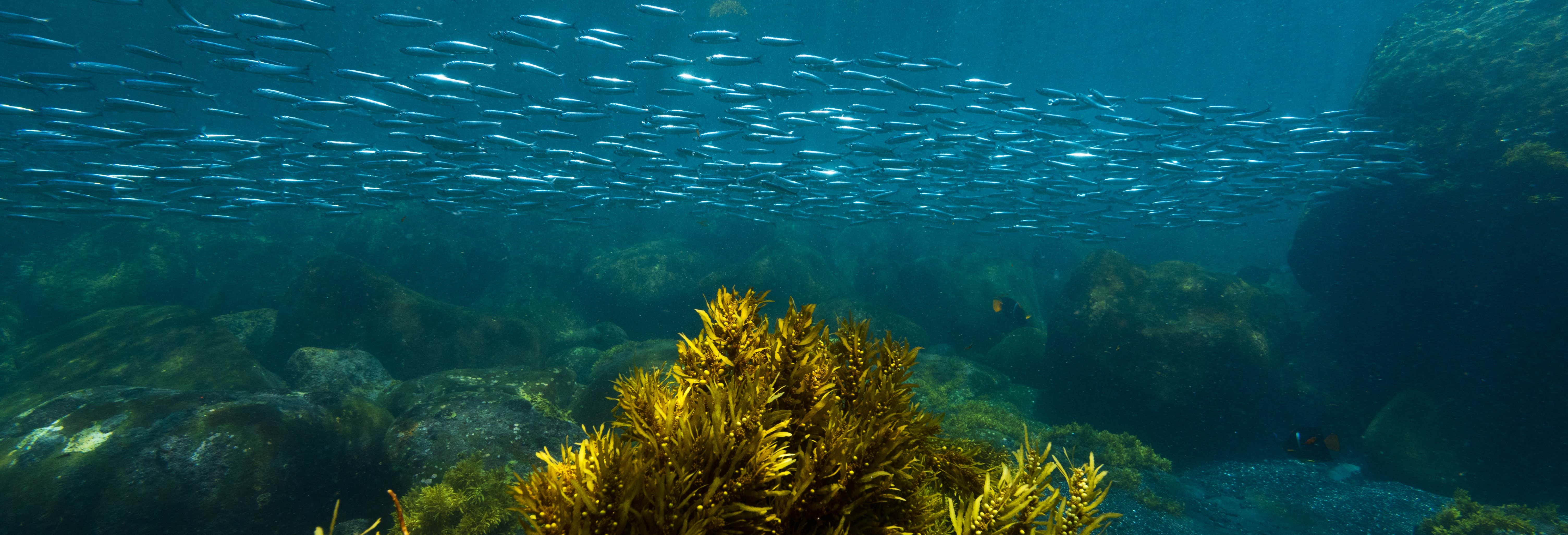 Snorkel en la isla Pinzón