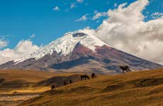 Cotopaxi & Quilotoa Volcanoes Excursion