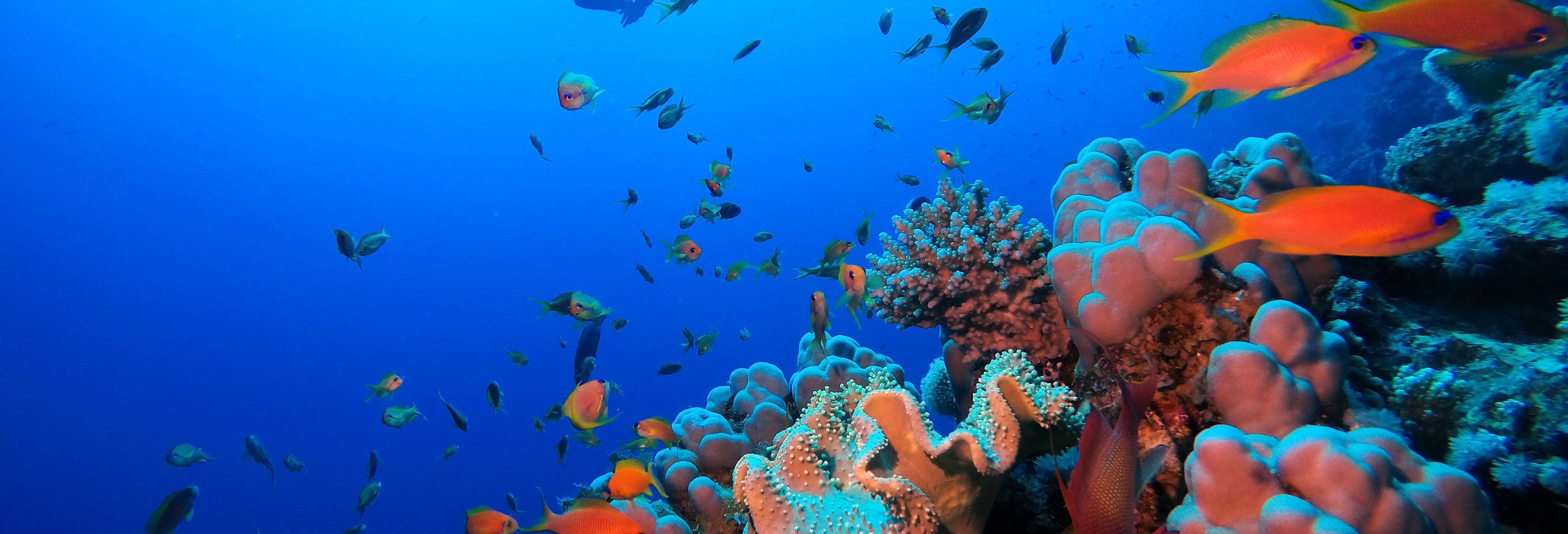 Red Sea Beginners Scuba Diving